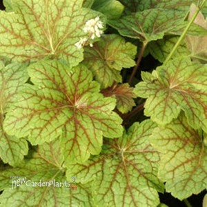 'Electra' Coral Bells