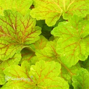 'Electra' Coral Bells