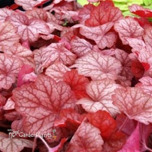 'Georgia Peach'  Coral Bells