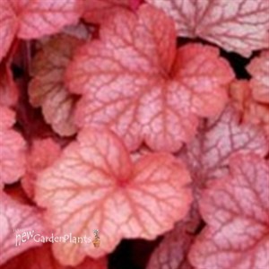 'Georgia Peach'  Coral Bells