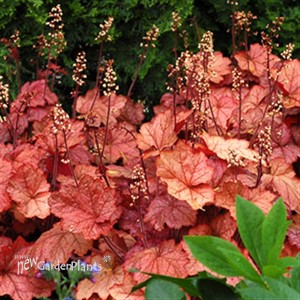 'Georgia Peach'  Coral Bells