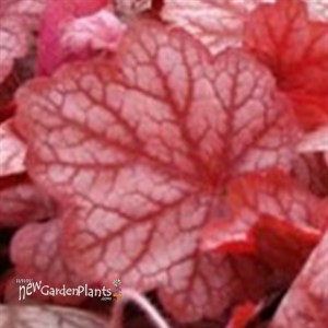 'Georgia Peach'  Coral Bells