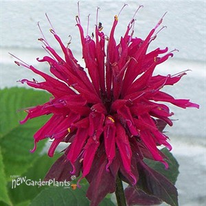 'Raspberry Wine' Bee Balm