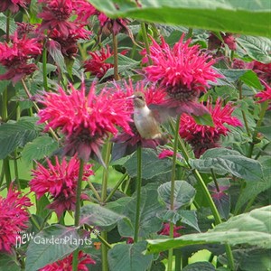 'Raspberry Wine' Bee Balm