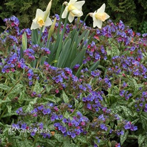 'Trevi Fountain' Lungwort