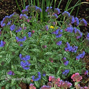 'Trevi Fountain' Lungwort