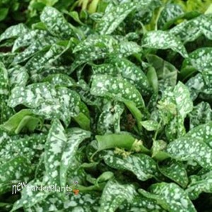 'Trevi Fountain' Lungwort