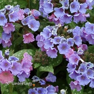 'Trevi Fountain' Lungwort