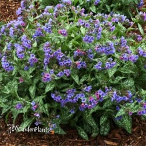 'Trevi Fountain' Lungwort