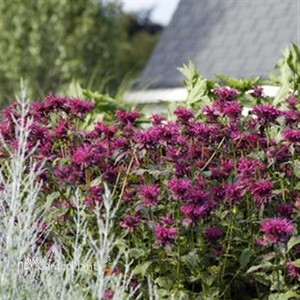 'Raspberry Wine' Bee Balm