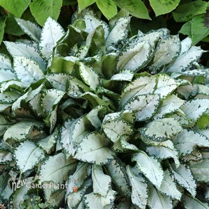 'Moonshine' Lungwort