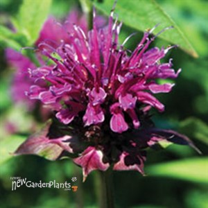 Blue Stocking Bee Balm