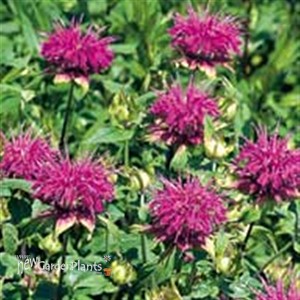 Blue Stocking Bee Balm