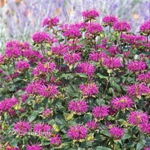 Blue Stocking Bee Balm
