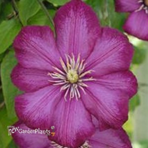 Clematis 'Ville de Lyon'