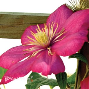Clematis 'Ville de Lyon'