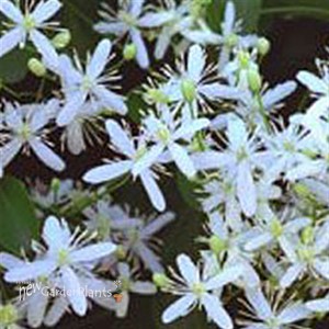 'Sweet Autumn'  Clematis Vine