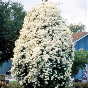 'Sweet Autumn'  Clematis Vine