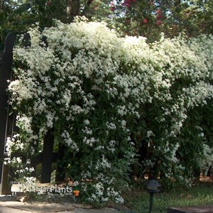 'Sweet Autumn'  Clematis Vine