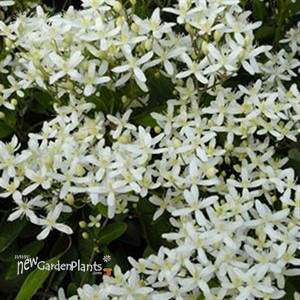 'Sweet Autumn'  Clematis Vine