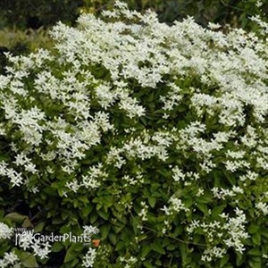 'Sweet Autumn'  Clematis Vine