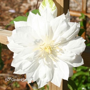 'Duchess of Edinburgh'  Clematis Vine