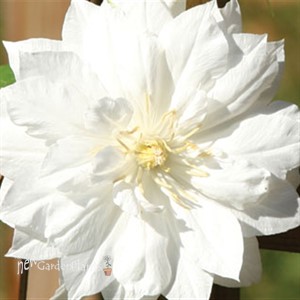 'Duchess of Edinburgh'  Clematis Vine