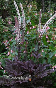 'Pink Spike'  Bugbane