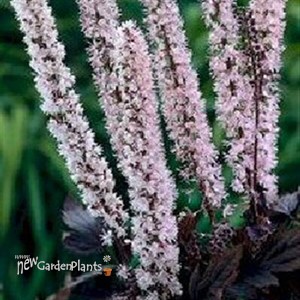 'Pink Spike'  Bugbane