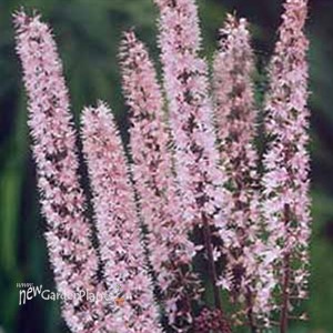 'Pink Spike'  Bugbane