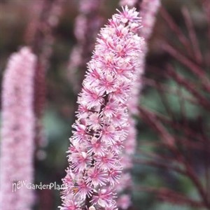 'Pink Spike'  Bugbane