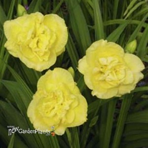 'Yellow Submarine'   Double Daylily