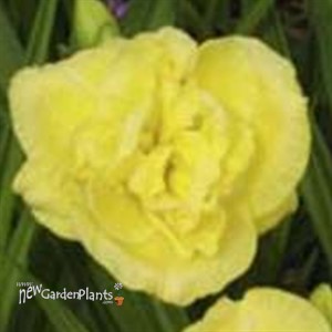 'Yellow Submarine'   Double Daylily