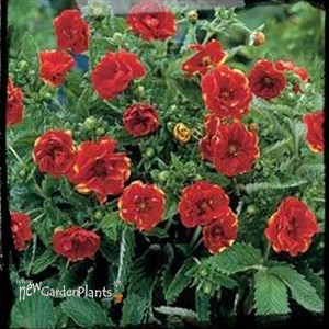 'Arc-en-Ciel'  Cinquefoil