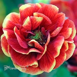 'Arc-en-Ciel'  Cinquefoil