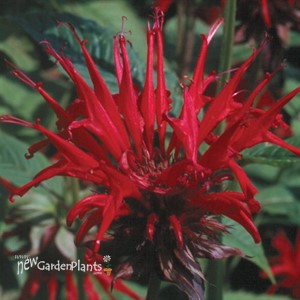 Jacob Cline Red Bee Balm