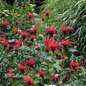 Jacob Cline Red Bee Balm