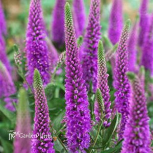 'Purpleicious' Veronica