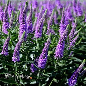 'Purpleicious' Veronica