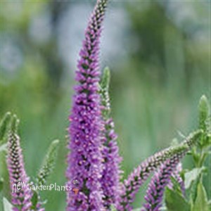 'Purpleicious' Veronica