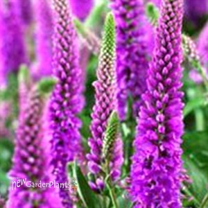 'Purpleicious' Veronica