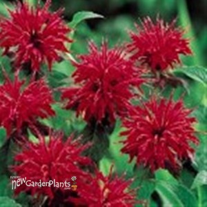 Jacob Cline Red Bee Balm