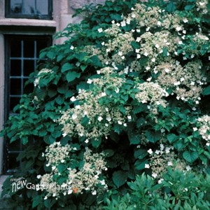 Hydrangea petiolaris