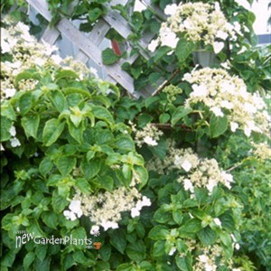 Hydrangea petiolaris