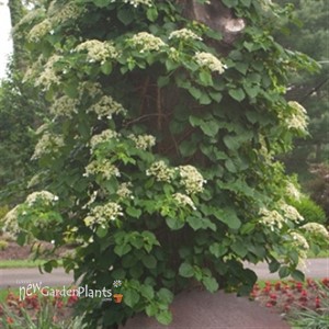 Hydrangea petiolaris