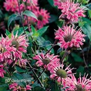 'Marshall's Delight' Bee Balm