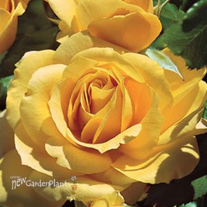 'Julia Child™'  Rose