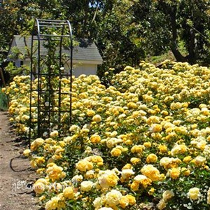 'Julia Child™'  Rose