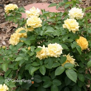 'Julia Child™'  Rose