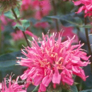 'Marshall's Delight' Bee Balm